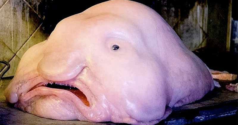 Kin of 'world's ugliest animal' Mr Blobby among fish hauled off Australia  abyss