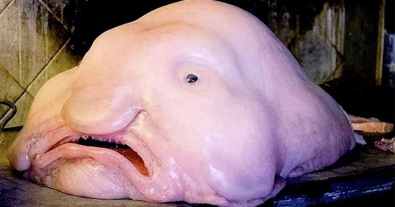 Blobfish Named World's Ugliest Animal 