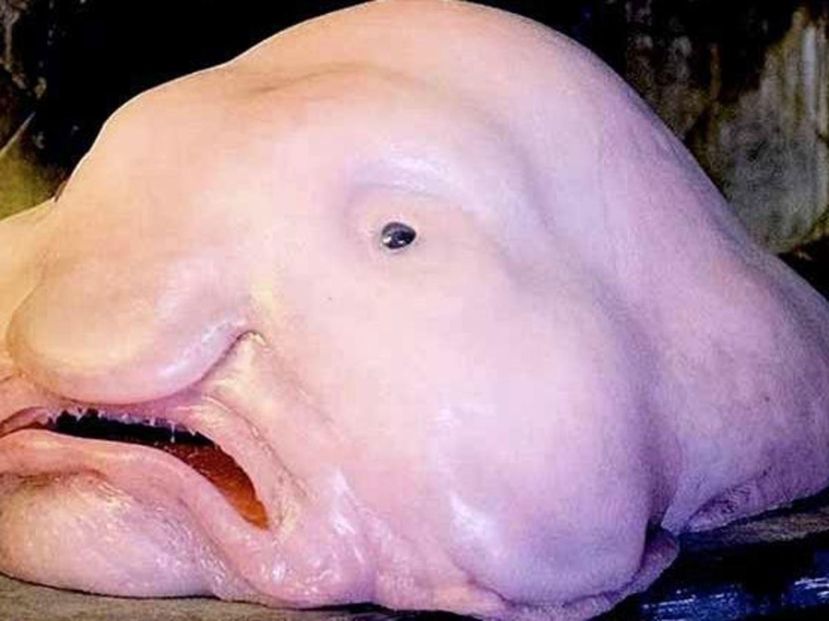 Is this really the world's ugliest animal?, Animals Now