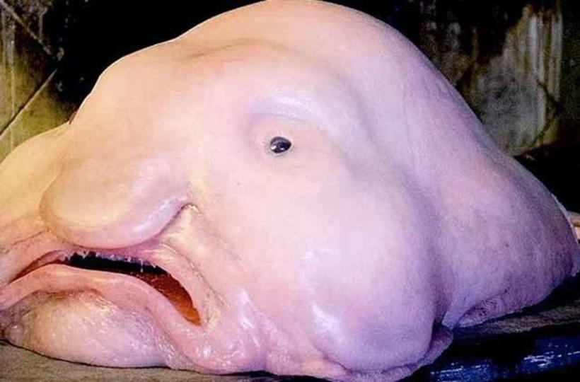 Blob fish is named world's ugliest animal