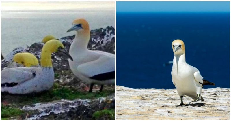 Nigel The World s Loneliest Bird Found Dead Next To Concrete