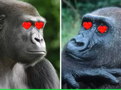 gorilla dating website
