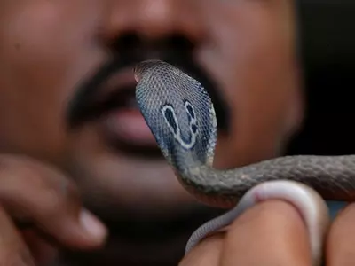 man bites snake