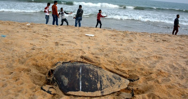 More Than 4 Lakh Olive Ridley Turtle Nests Spotted In Odisha, Tourists ...