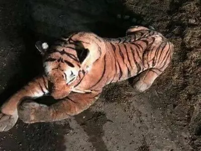 tiger attack toy scotland