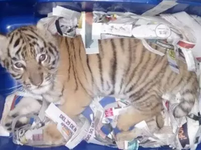 tiger cub mexico rescue