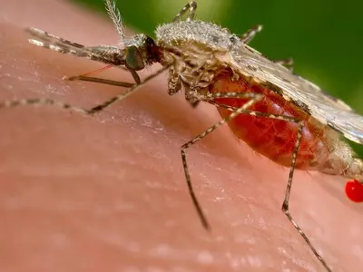 You Can Get Dengue Malaria Chikungunya At The Same Time