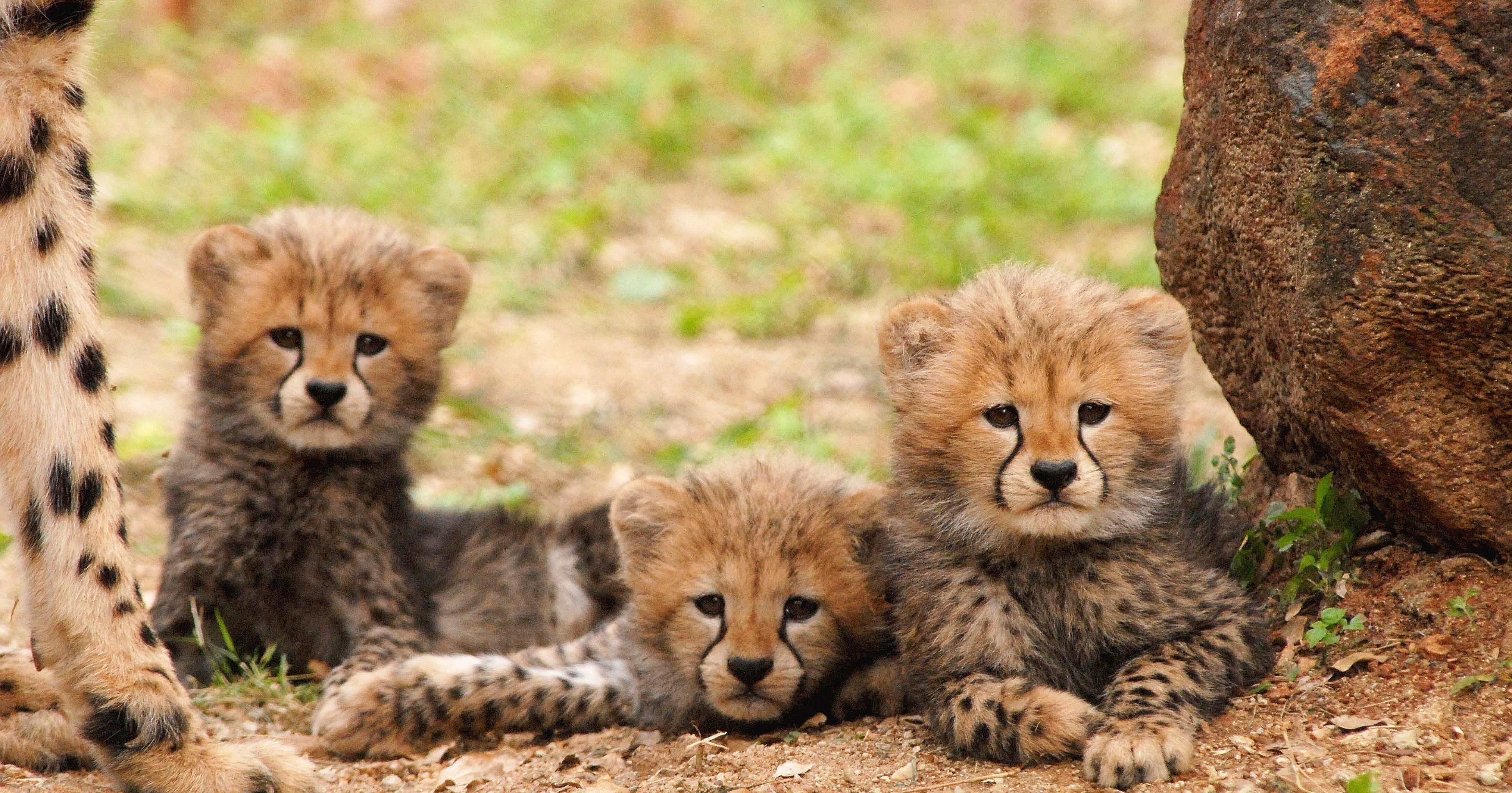 Cheetah May Soon Become An Extinct Animal Due To Climate Change ...