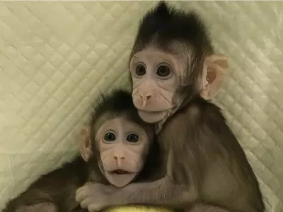cloned monkeys