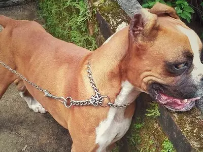 Facebook Mourns Murdered Pup With 18000 Likes