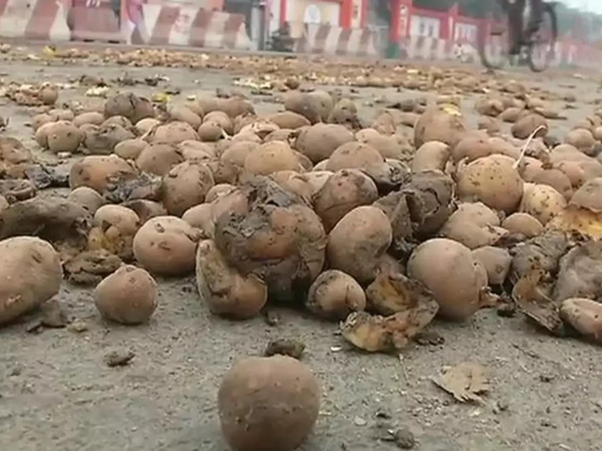 With Potato Fetching Just Rs 4/Kg, UP Farmers Throw Their Crops Outside ...