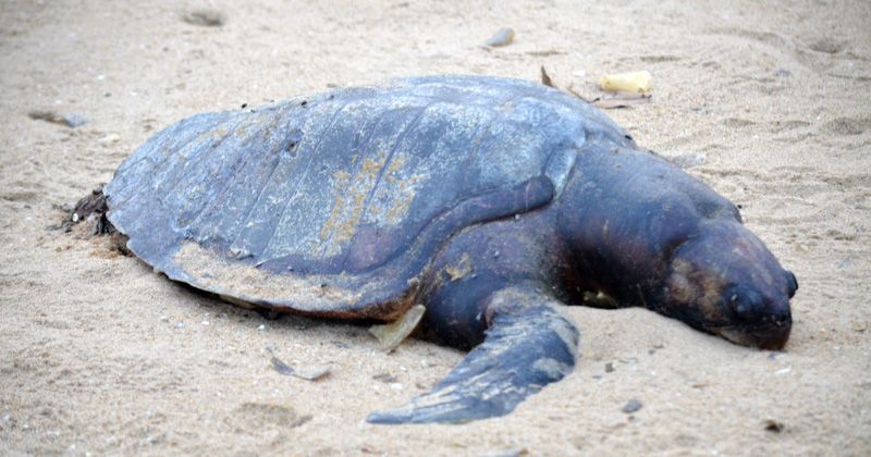 Over 100 Ridley Turtles Die Painfully On Chennai Shores, Caught In Gill ...