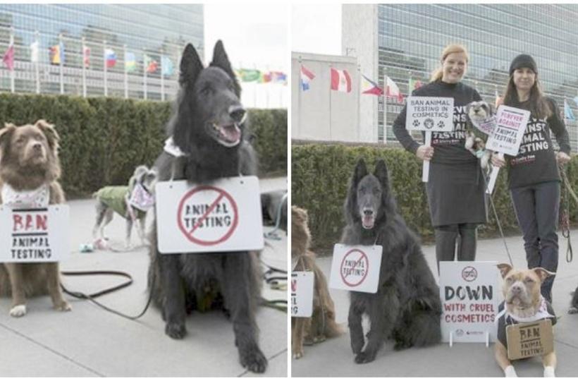 All In The Woof! These Dogs Are Protesting At UN Headquarters Calling For  Ban On Animal Testing