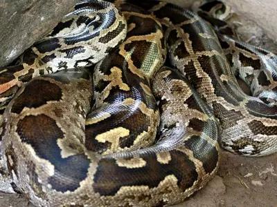 Kerala Man Smuggles Python