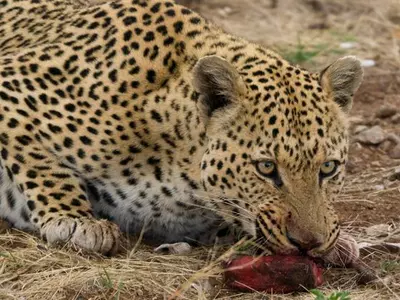 leopard ate two kids