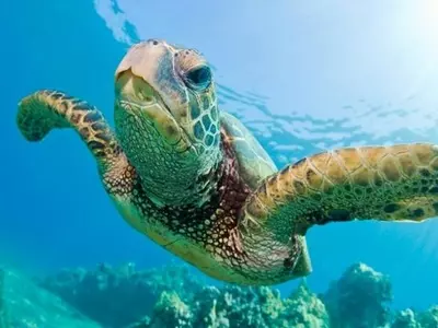 sea turtle female climate change
