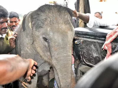 Selfie Mob Separates Elephant Calf From Mother
