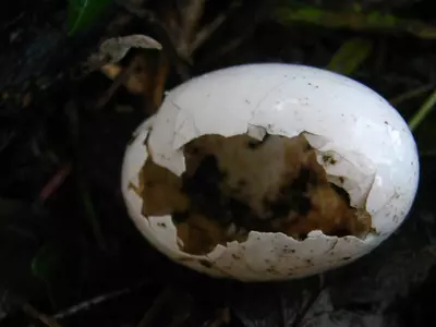 bird egg
