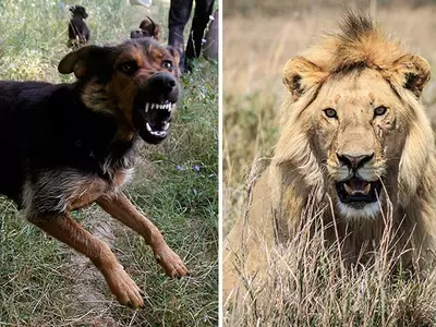 Brave Dog Saves Master From Lions In Gujarat'