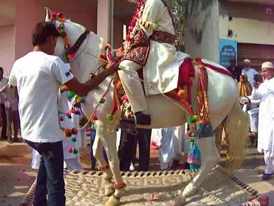 Delhi Police Seizes 4 Horses Used For Weddings After They Were Found Sick & Wounded
