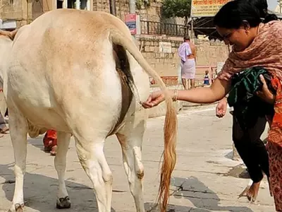 India, Cow, Urine, Cancer, Diseases, Gujarat, People, Science, University
