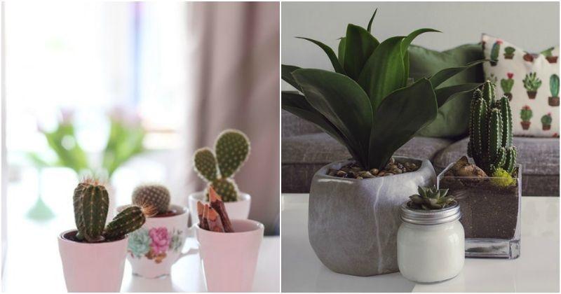 11 Indoor Plants That Will Absorb All The Negative Energy And