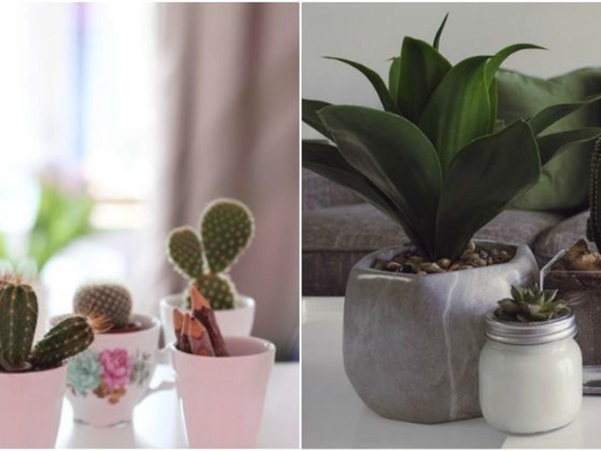 The Power of Plants in Home Decor: How to Decorate With Plants