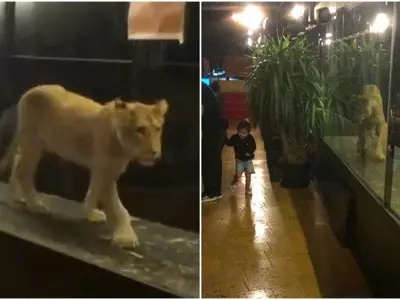 Lion, Animal, Istanbul, People, Cae, Restaurant, Indian, Turkey