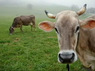 Modi To Gift 200 Local Cows To A Village In Rwanda