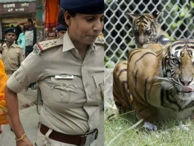 pregnant goat gangraped by 8 men, Global Tigers Day