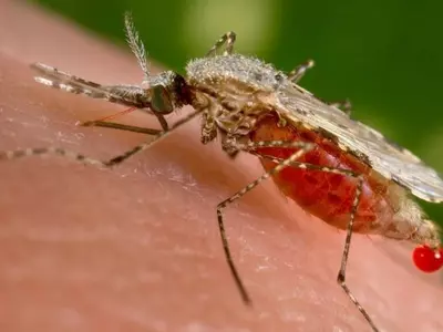 7 Reasons Why Mosquitoes Could Bite You More Than Others