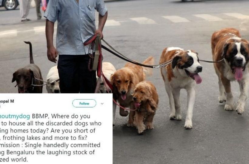 Can You Have Dogs In Flats