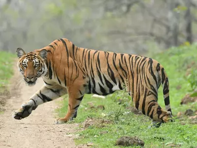 Bihar Sanctuary Tripled Tiger Numbers In 10 Yrs