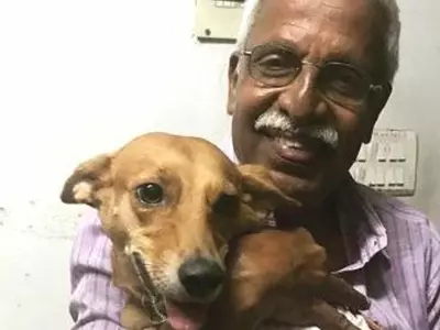 dog rescued