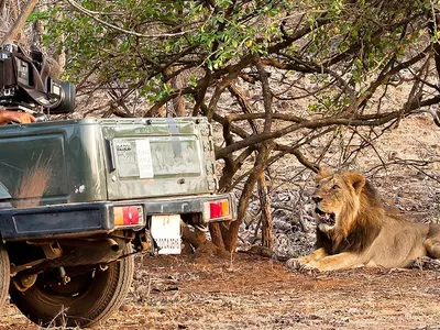 Making Video Clips Of Lions Will Now Amount To Hunting