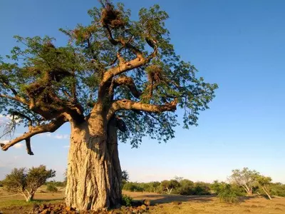 oldest african baobab trees are dying due to climate change