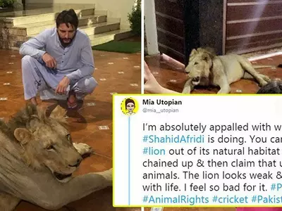 Shahid Afridi Has A Pet Lion At Home