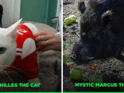 The FIFA World Cup animal oracles are back