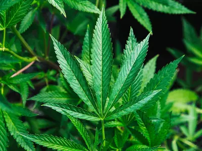 US Approves First Marijuana Plant Derived Drug For Epilepsy