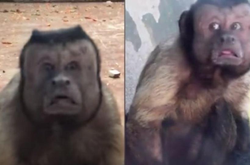 Bizarre! Monkey with human-like face baffles social media, Environment  News