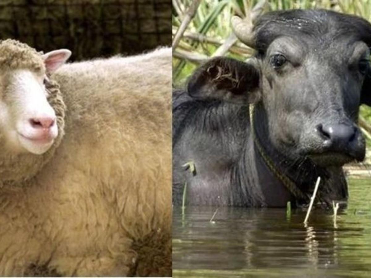Like Dolly The Cloned Sheep, India's First Cloned Assamese Buffalo Is Born!