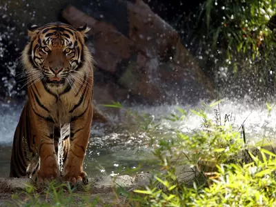 Coming Soon Tigers In Corbett Zoo