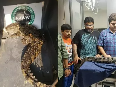 Crocodiles In Mumbai Drains. Recently, A 4.4 ft One Was Rescued