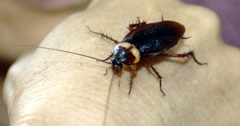 Man Tries To Burn All Cockroaches At His House, Ends Up Exploding The ...