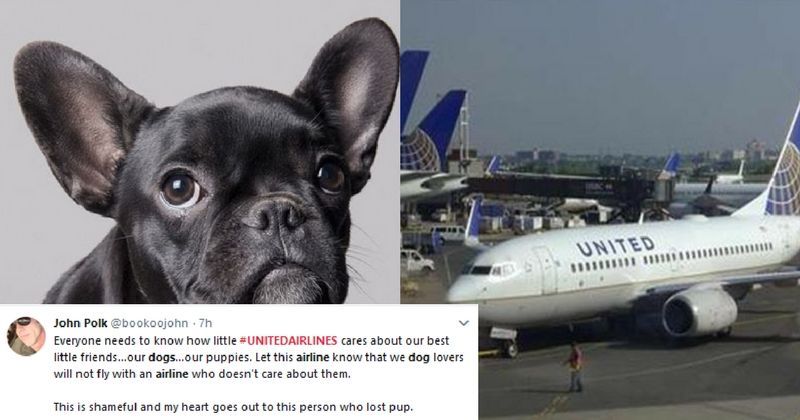 Puppy Dies After United Airlines Crew Forces Owner To Put It In The ...