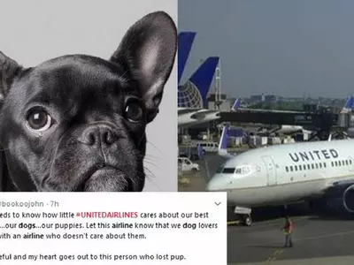 United Airlines Killed This Pup