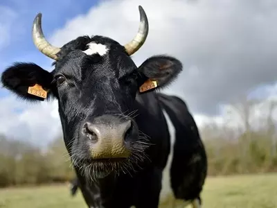 600 Cows Go Missing From Shelter Home