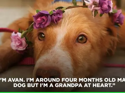 Avan dog adoption