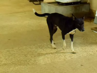 Dog Eats Body At Aligarh Hospital Mortuary
