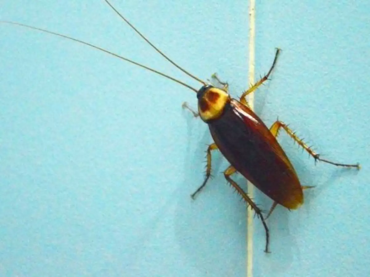 Dust And Cockroaches Are The Biggest Cause Of Allergic Asthma In India ...